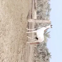 سلام اسب برای فروش شادگان