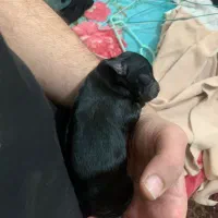 توله سگ نژاد داراصیل وارداتی|سگ|تهران, منیریه|دیوار