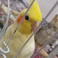 عروس هلندی