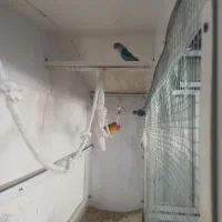 طوطی برزیلی جفت مولد سه جفت|پرنده|بهار, |دیوار