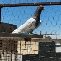 چند تا گرفتنی درجه یک‌