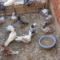 کبوتر