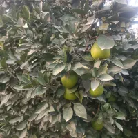 پرتقال ناول|خوردنی و آشامیدنی|جویبار, |دیوار