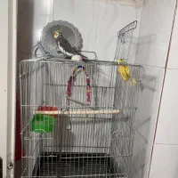 عروس هلندی نر سخنگو|پرنده|تهران, هفده شهریور|دیوار