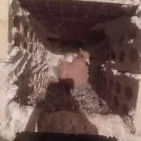 زرد دم سفیدماده