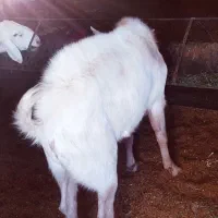 بزغاله پاکستانی نر وبره غندوزی قوچی|حیوانات مزرعه|قائن, |دیوار