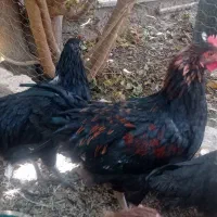 مرغ و خروس شش ماهه و جوجه سه ماهه