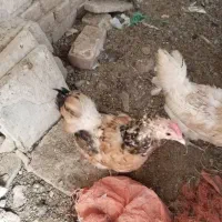 مرغ گلین