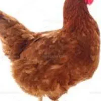 حیوانات|حیوانات مزرعه|زاغه, |دیوار