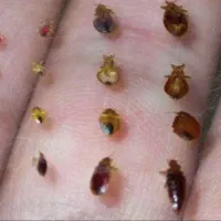 سمپاشی رادین|خدمات نظافت|اسلام‌شهر, شهرک مهدیه|دیوار