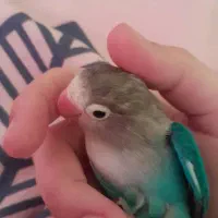 طوطی برزیلی دستی|پرنده|فردیس, فرامرزیه|دیوار