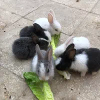 خرگوش های مینیاتوری