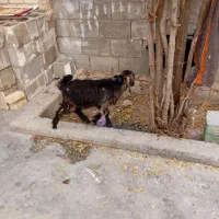 کهره فروشی در باغملک|حیوانات مزرعه|باغ ملک, |دیوار