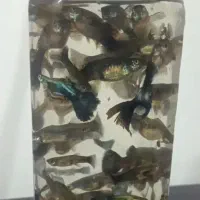 پک20عددی گوپی شامل سوپرمولدگاوی عدسکی سخت پوست