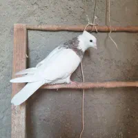 کبوتر طوقی، شازده سبز،سبز کاشانی، قهوه ای، دورگ|پرنده|مبارکه, |دیوار