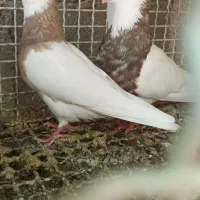 طوقی کرمانشاهی|پرنده|گله دار, |دیوار