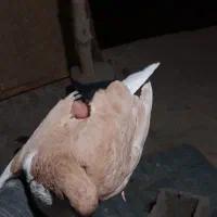 پرنده