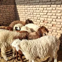 11بر سبک 6نر و5ماده|حیوانات مزرعه|قائن, |دیوار