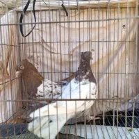 کبوتر|پرنده|شیراز, شهرک مهدیه|دیوار