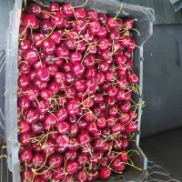 گیلاس و آلبالو