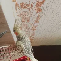 پرنده عروس