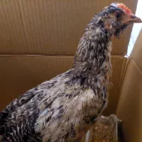 مرغ زینتی نژاد دار