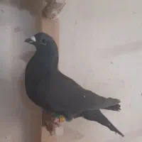 کفتر،کبوتر