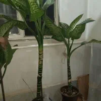 گل طبیعی ( دفن باخیا )