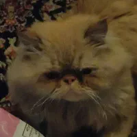 گربه پرشین اصیل|گربه|مشهد, امام خمینی|دیوار