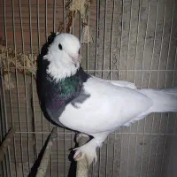 تعداد ۱۲ تا کفتر  رنگی و تکپر