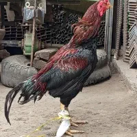خروس لاری اصل معاوضه دارم
