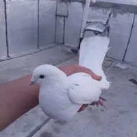 کفتر شمرونی فراری دادم