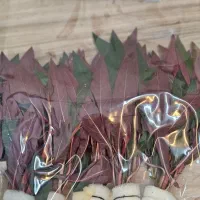 گیاه زینتی آکواریم