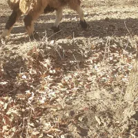 میش داشتی مدت دار