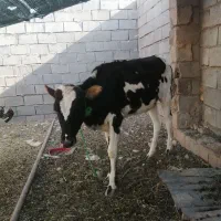 گاو گوساله