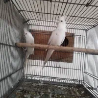 عروس هلندی آلبینو|پرنده|خورموج, |دیوار