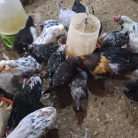 مرغ و خروس گلین اصل