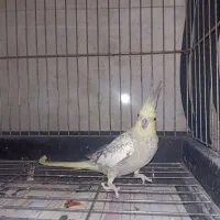 عروس هلندی