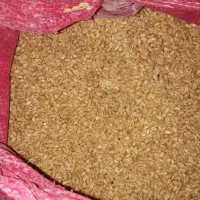 گندم بذری|عمده‌فروشی|شیراز, محراب|دیوار