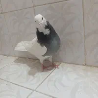 طوقی سبز|پرنده|بم, |دیوار