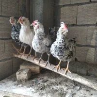 مرغ و خروس گلین طوسی چهل تاج ریش کاکل فول