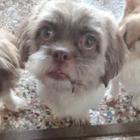 سگ شیتزوپیکینوا|سگ|بندر انزلی, ساحل قو|دیوار