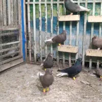 کبوتر ماده دم سفید|پرنده|اهواز, کارون|دیوار