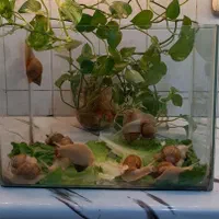 حلزون مناسب برای حلزون تراپی
