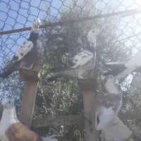 دوبال زرد سوسکی بزک دوعدد کربلایی سرخ خون سینه|پرنده|گالیکش, |دیوار