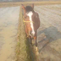 اسب بسیار سالم و فقیر مخصوص سوارکاری و مسابقه