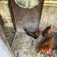 پنج عدد مرغ تخم گذار ویک خروس زیبا