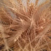 زمین کشاورزی فروشی