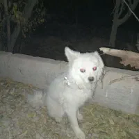 سگ پاکوتاه حرف گوش  جا گذاشتم