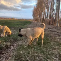 سگ سرابی اصل خالص